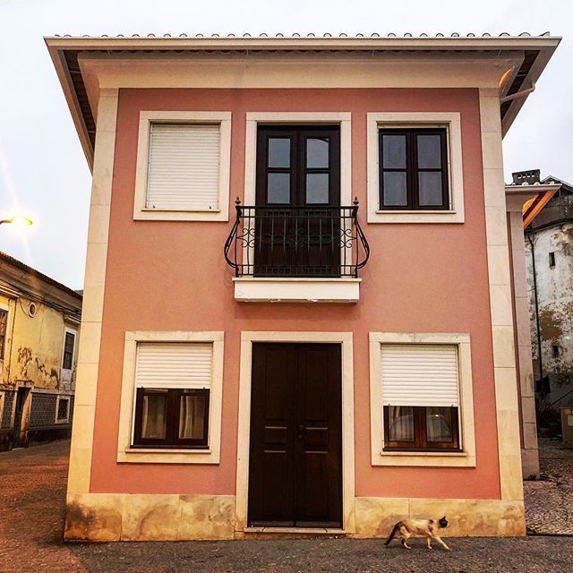 The cat came back, the very next day.