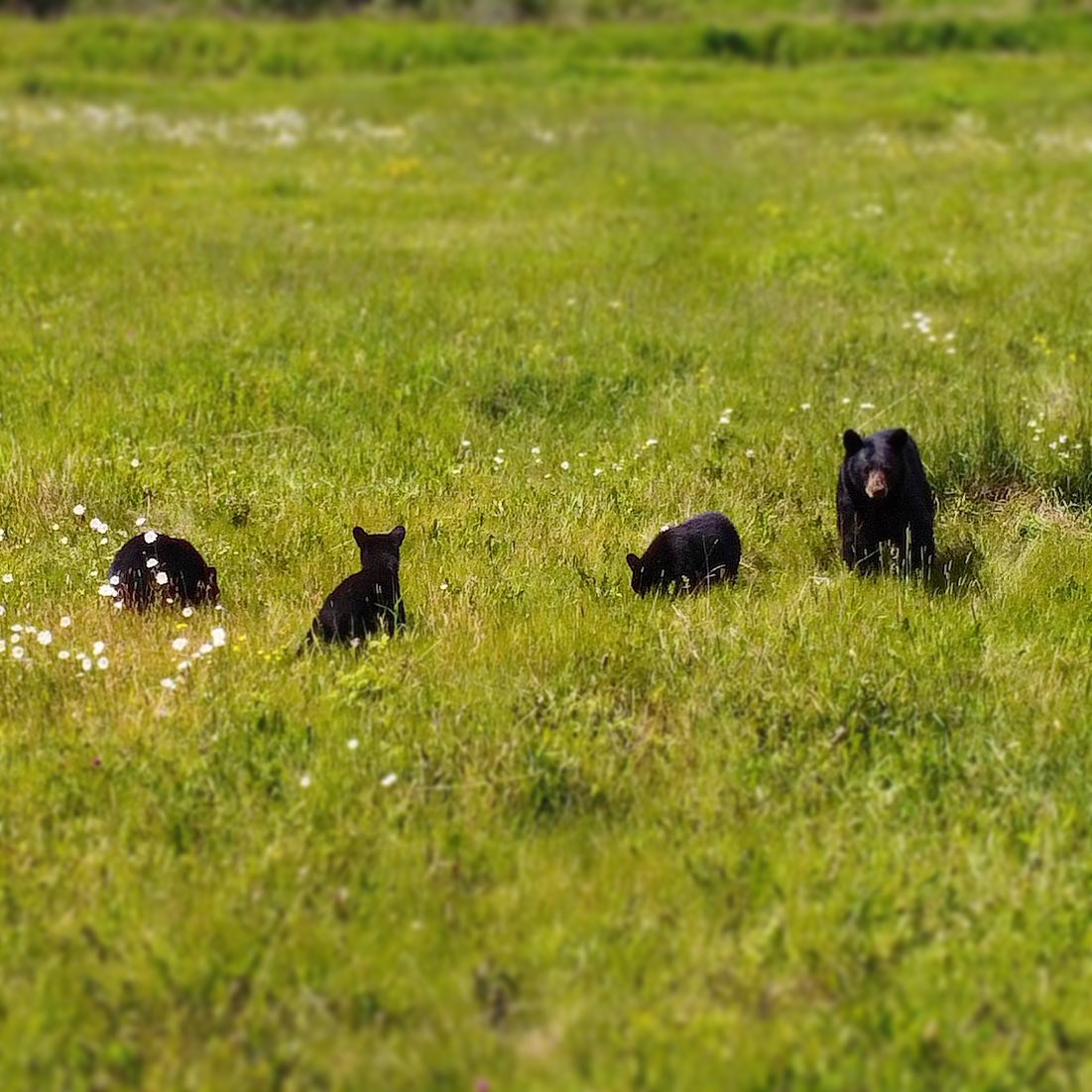 Black bear and 3 cubs near Topley, BC.