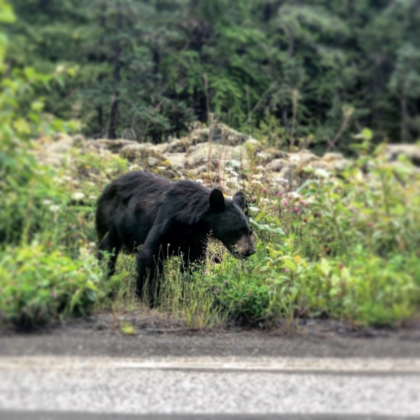 Spottes this bear on the Nisgaâ€™a highway.  Canâ€™t wait to see Pamâ€™s photos.